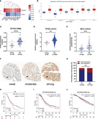 Splicing Factor DDX23, Transcriptionally Activated by E2F1, Promotes Ovarian Cancer Progression by Regulating FOXM1